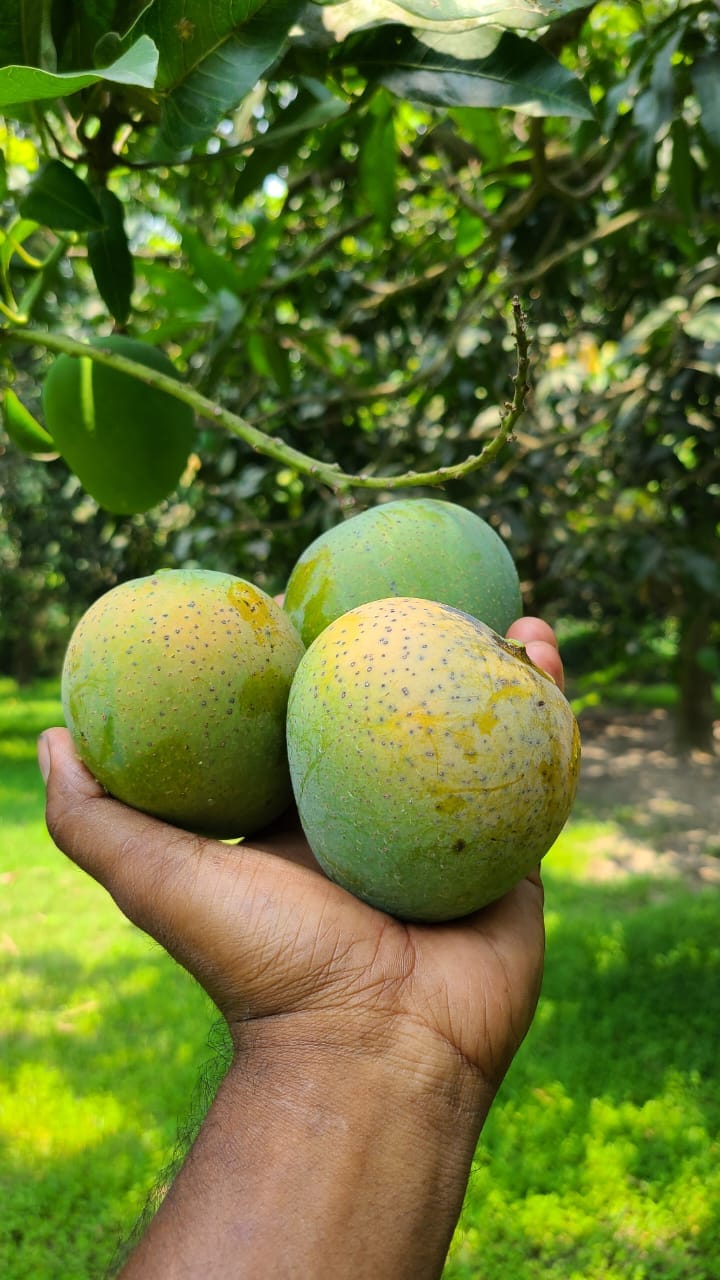 হিমসাগর বা খিসরাপাত 20 কেজি ( প্যাকেজিং এবং ডেলিভারিসহ )