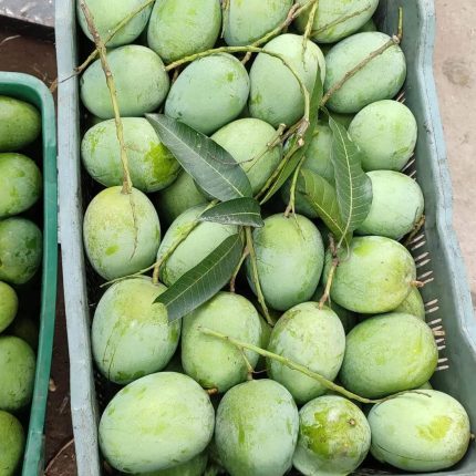 রাজশাহীর ল্যাংড়া আম ১০ কেজি ( প্যাকেজিং এবং ডেলিভারিসহ )