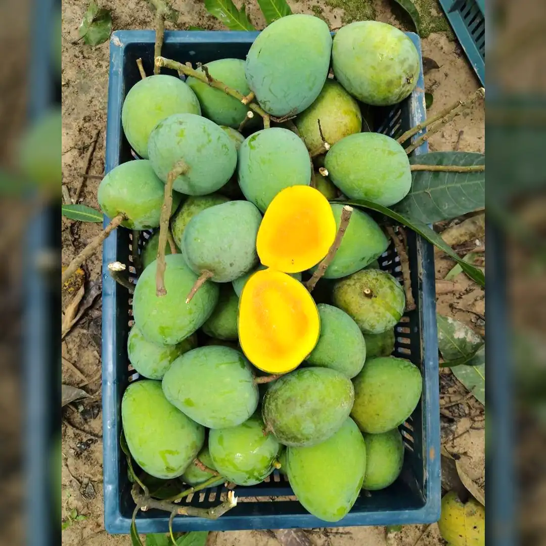 হাড়িভাঙ্গা আম ২০  কেজি  ( প্যাকেজিং এবং ডেলিভারিসহ )