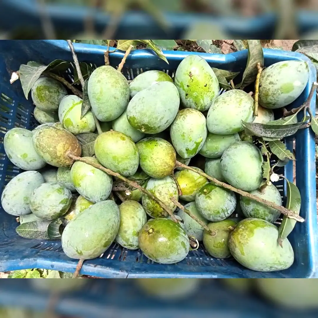 হাড়িভাঙ্গা আম 25 কেজি ( প্যাকেজিং এবং ডেলিভারিসহ )